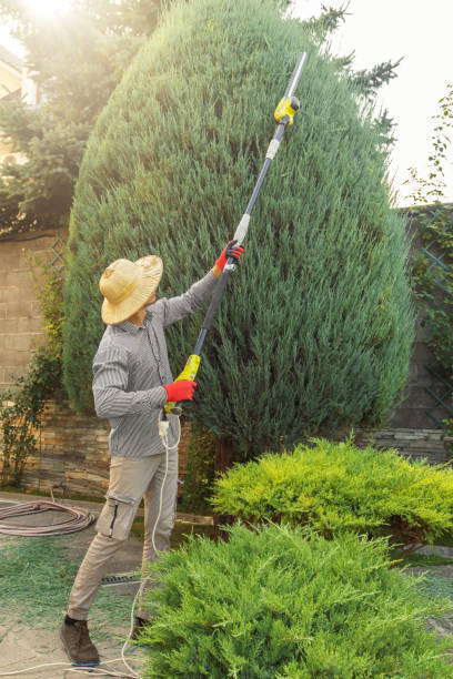 How Our Tree Care Process Works  in East Lansdowne, PA